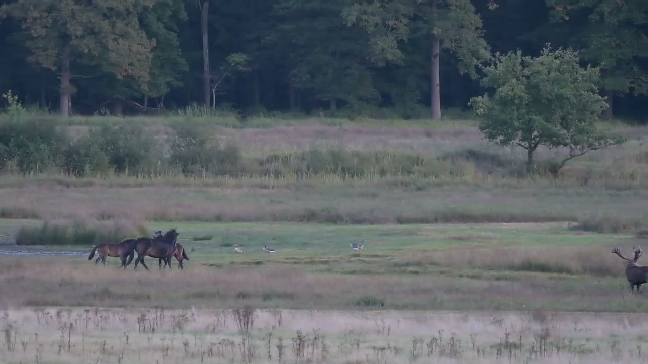 avond in het weerterbos