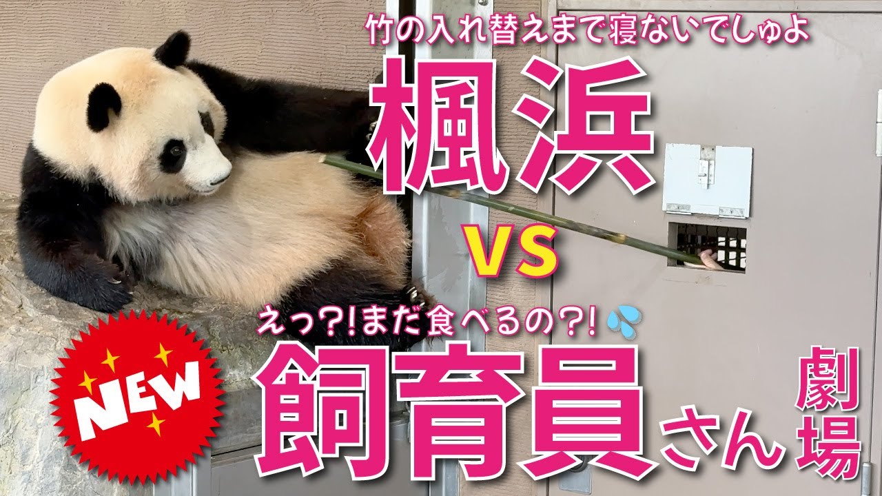 【楓浜（ふうひん）】竹の入替をするまで寝ずに食べまくる楓浜🍁に飼育員さんも追いつかない⁉️楓🍁ちゃんにはレアなカイカイダンス🎶もあるよん😉