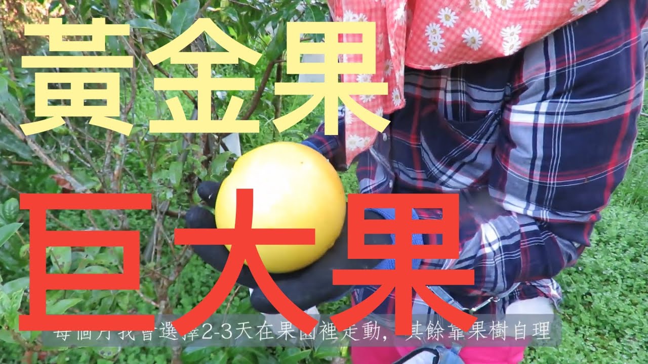《5》堅持不用農藥，果實比手掌還大