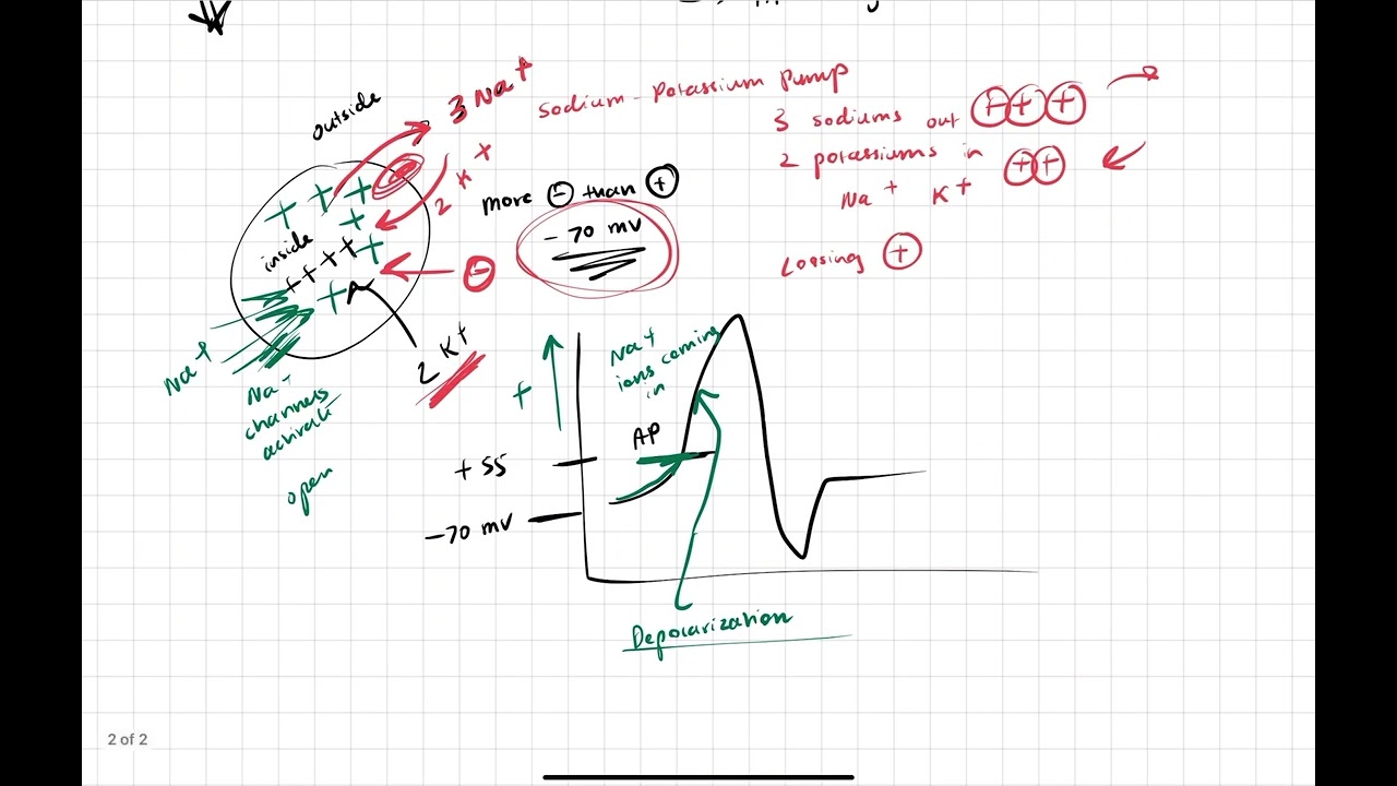 Action Potential Basics for MCAT