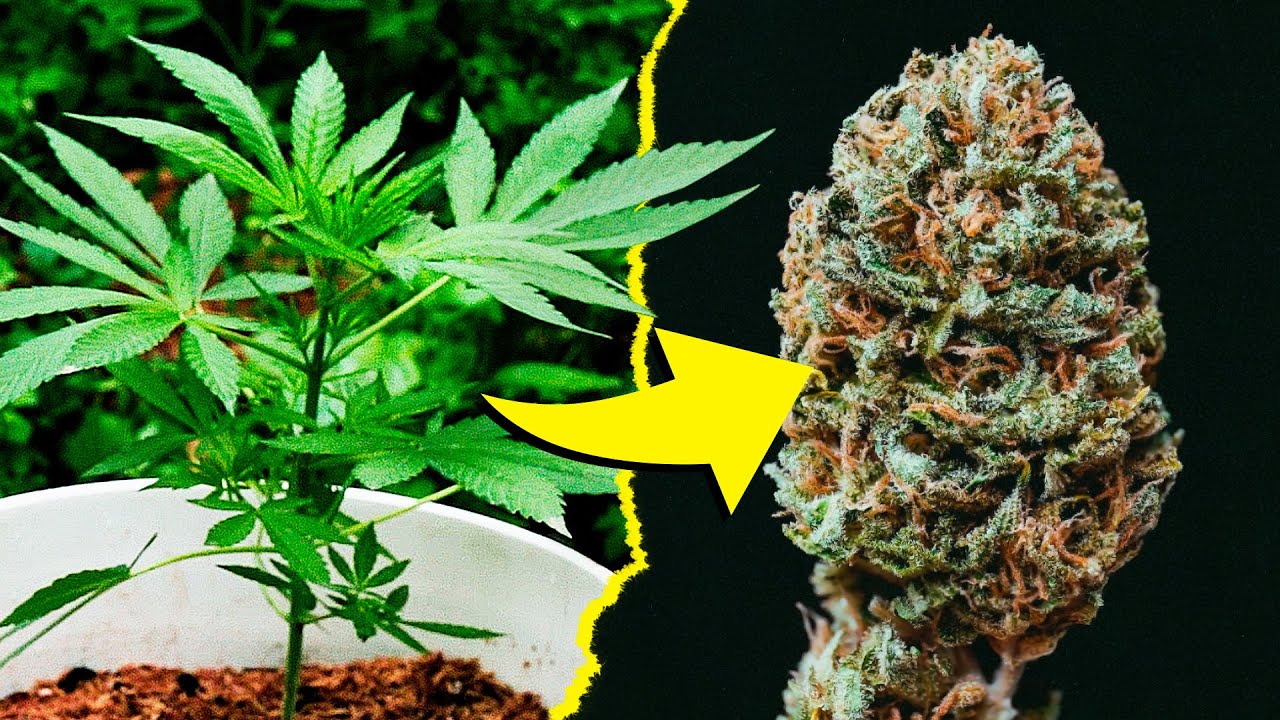 Cultivo Barato y Org&aacute;nico en Exterior | Gorilla Sherbet F1 Fast Version&reg; Sweet Seeds
