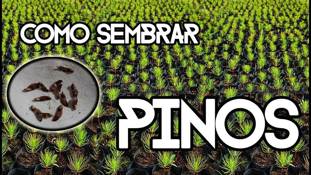 Como Sembrar Piñones de Pino Silvestre y cualquier pino