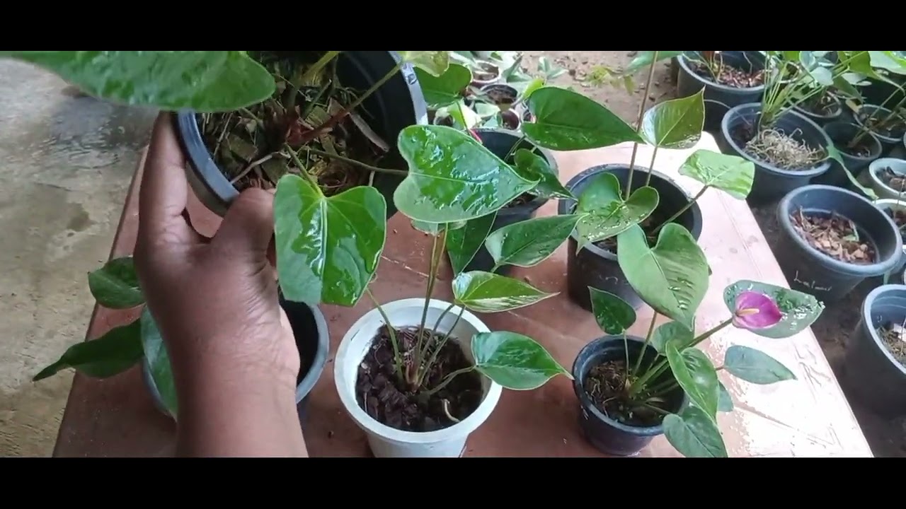 45 , 46 පැකේජ 💓🪻