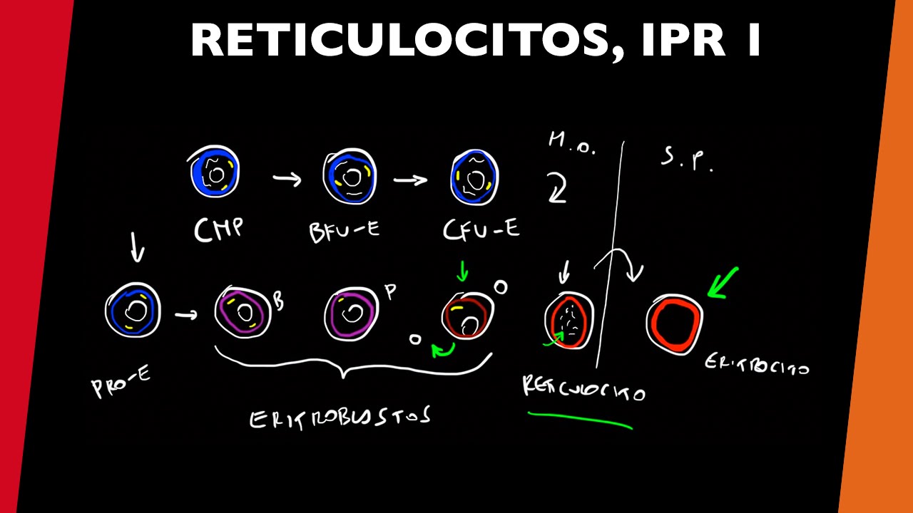 Reticulocitos e IPR 1 - [visita mi Podcast y aprende Medicina mientras descansas]