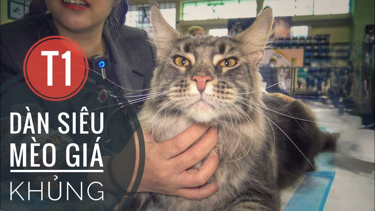 T1: M&egrave;o Khủng (Trăm Triệu) - Đẻ 1 Lần đủ Tiền Chơi Cả Năm/ Maine Coon/ NhamTuatTV - Dog in Vietnam