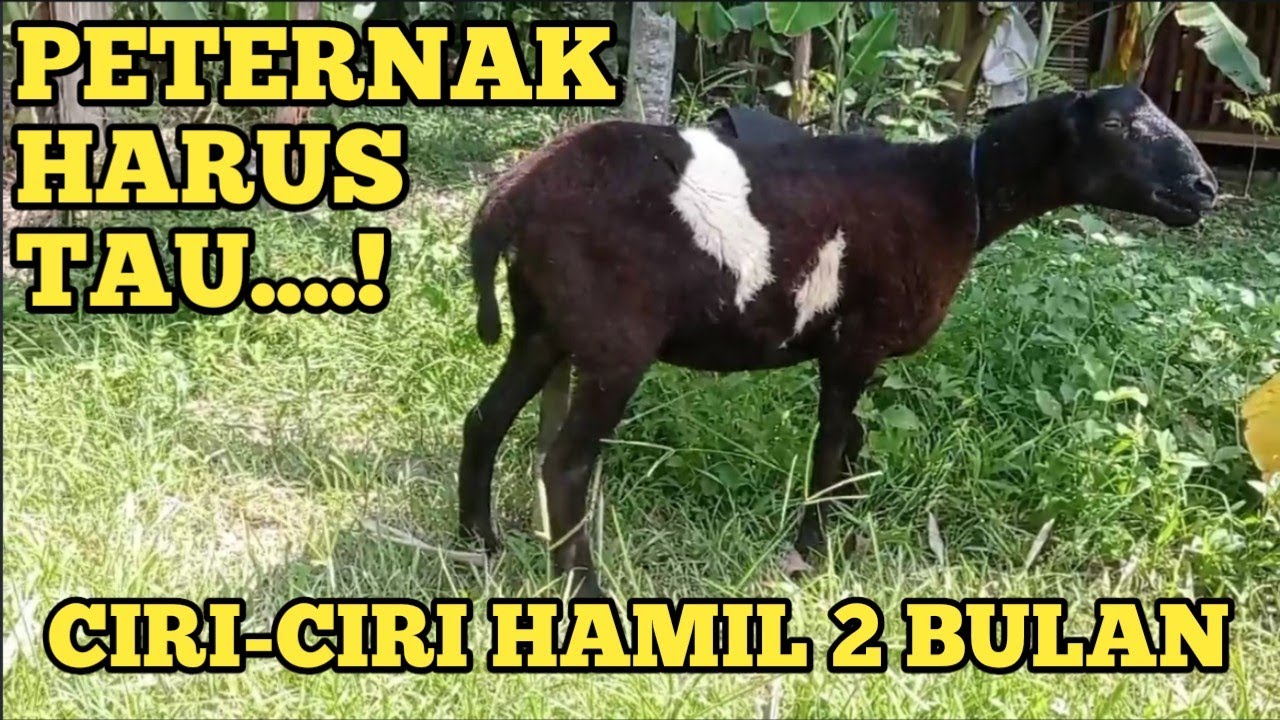 Ciri-ciri domba garut hamil 2 bulan - begini ciri-cirinya..