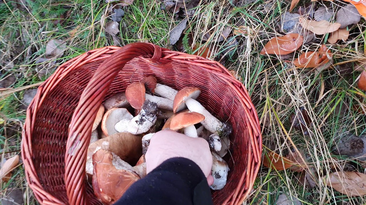 GRZYBOBRANIE  2019 23.10  KOŹLARZE CZERWONE  NA STAREJ DRODZE
