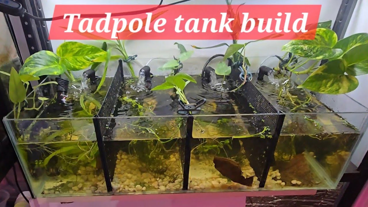 Tadpole tank build