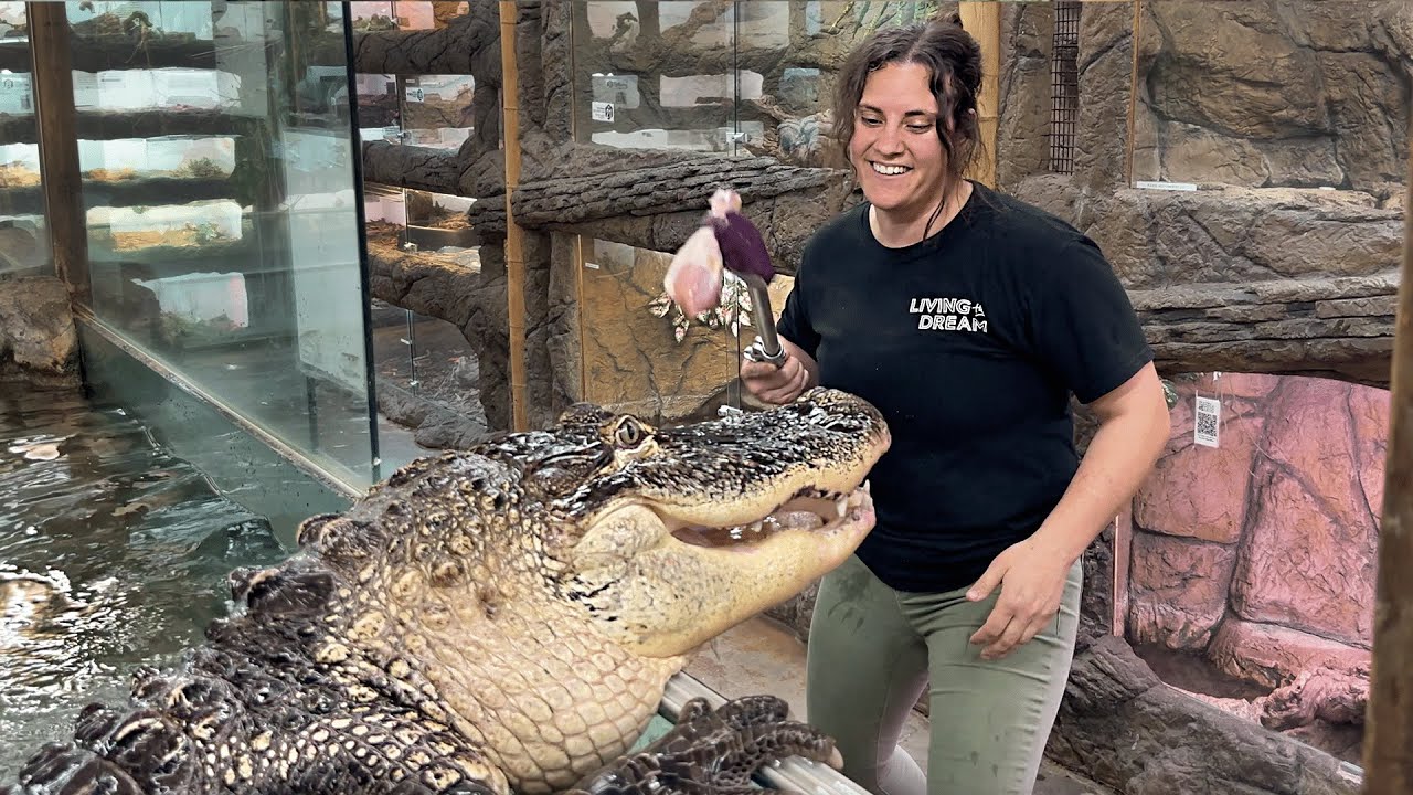 Feeding These Giant Gators!! 😱🐊