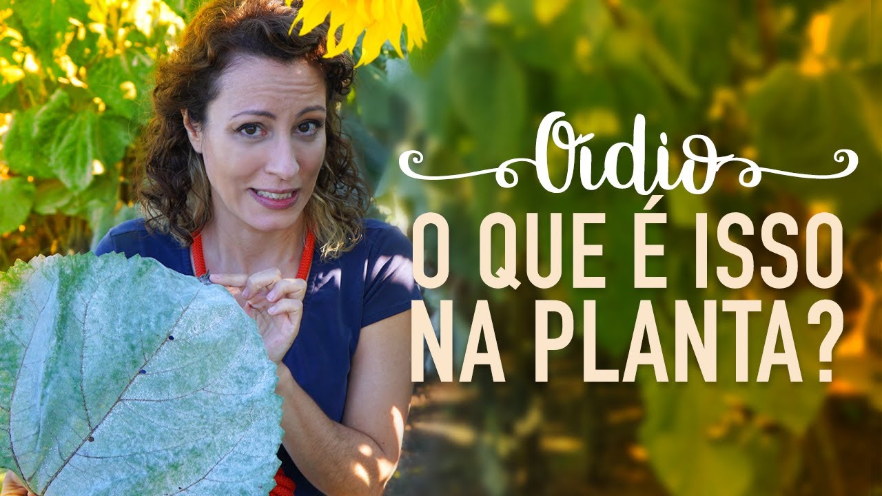 Como tratar FUNGO BRANCO nas PLANTAS