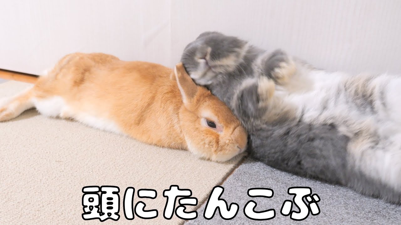 変わったゴロンをする妹うさぎの頭にタンコブがあることがわかり心配です【No.1204】