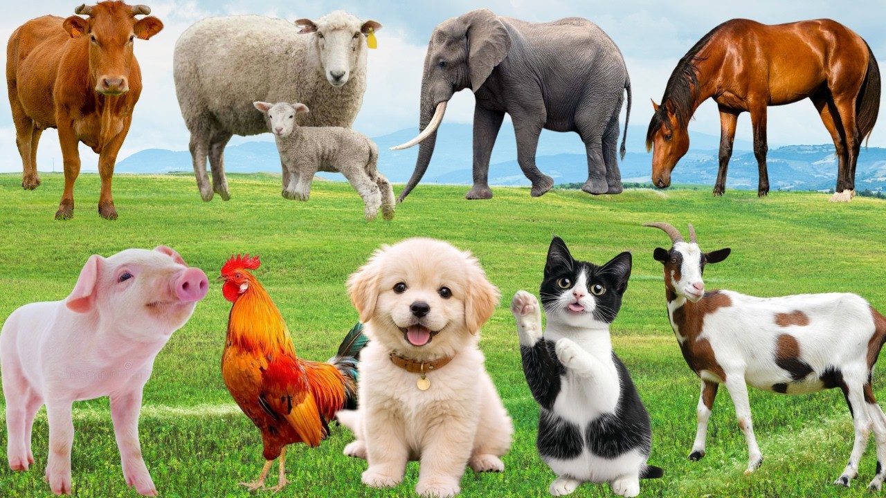 🌿 Đồng Quê Rộn Ràng “Show Diễn Thân Thương” – Khoảnh Khắc Muôn Loài Ngập Tràn Niềm Vui | Animals🐶🐱🐷🐓