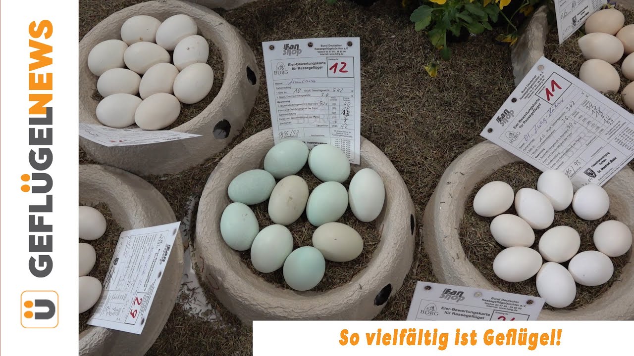 So vielfältig ist Geflügel - Rassegeflügel auf der agra Leipzig 2022!
