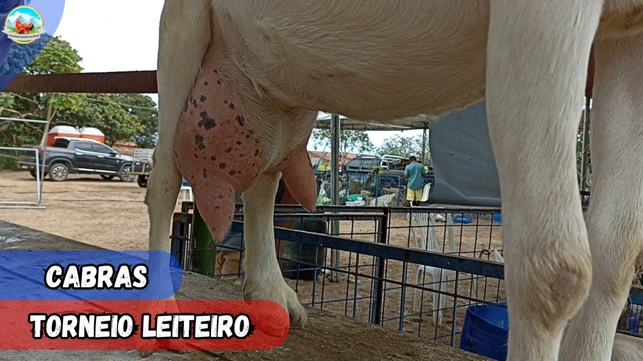 CABRAS LEITEIRAS COM ALTA PRODUÇÃO DE LEITE NA PRIMEIRA ORDENHA DO TORNEIO LEITEIRO #cabras
