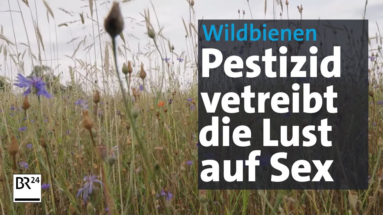 Insektensterben: Wie Pestizide Insekten beeinflussen | Abendschau | BR24