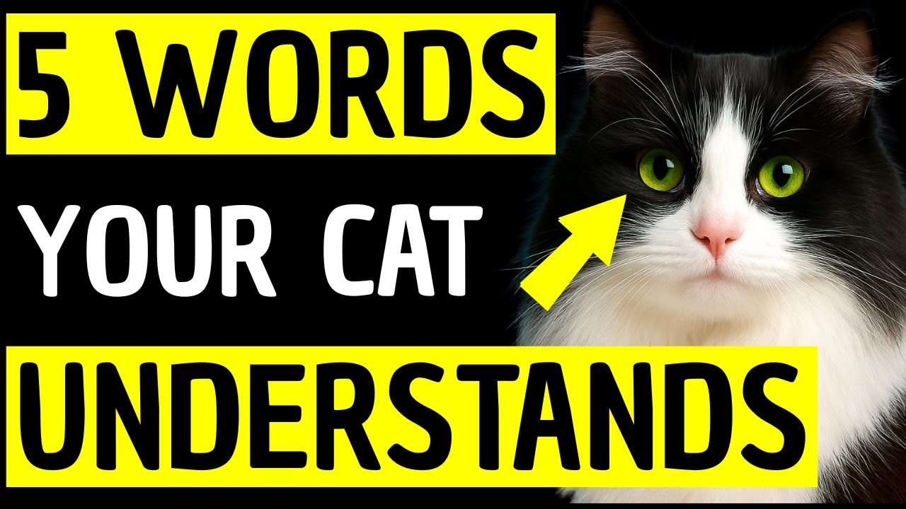 5 Words Cats Understand + 10 Signs You’re a Cat Whisperer