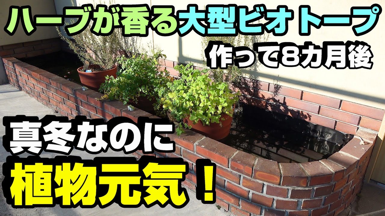 【お正月特別企画】メダカ　＆　書初め！