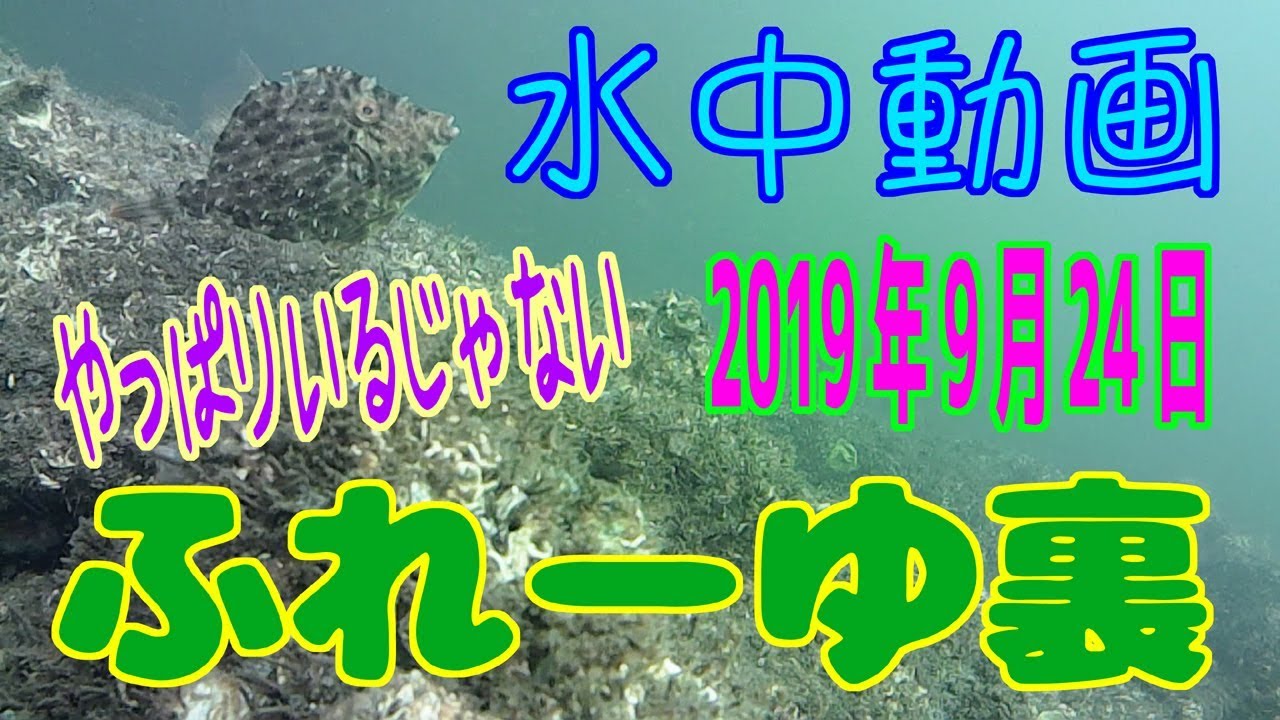 水中動画（2019年9月24日）in ふれーゆ裏
