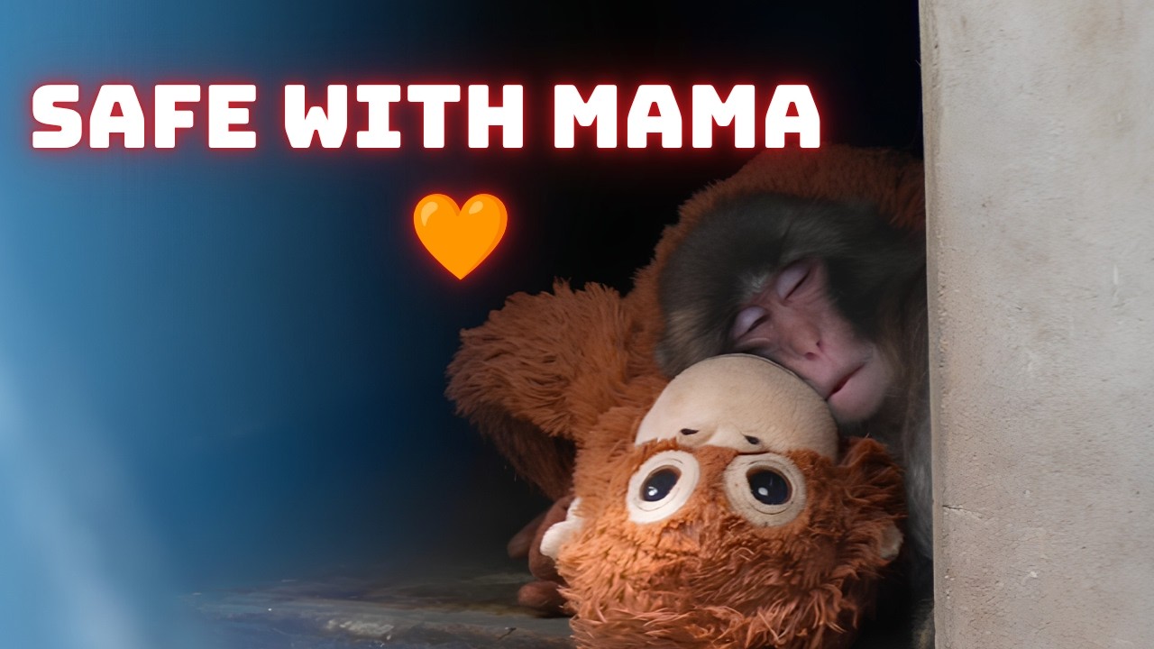 Punch Faced Big Troop Drama... But He's Safe with Mama Oran 🧡