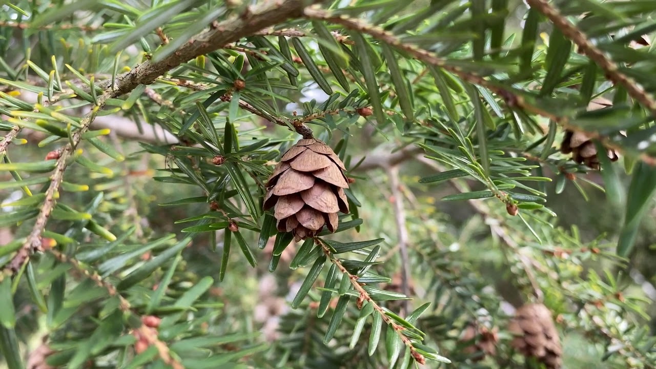 Small Pine Cone Moment. Sounds of birds.