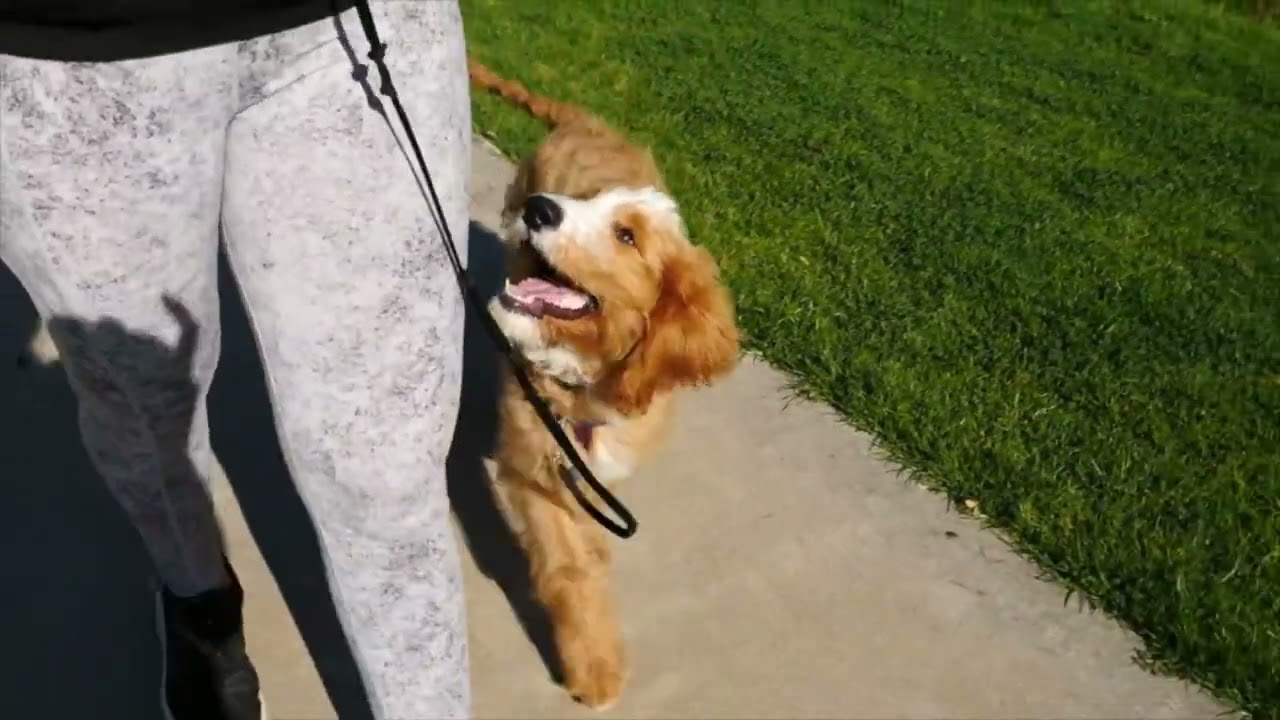 apprendre la  marche au pied