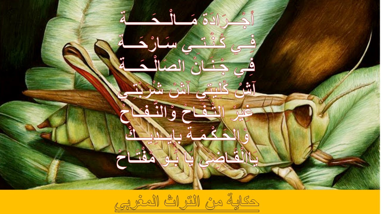 أجْـــرَادَة مَـــالْــحَــــــة - حكاية من التراث المغربي