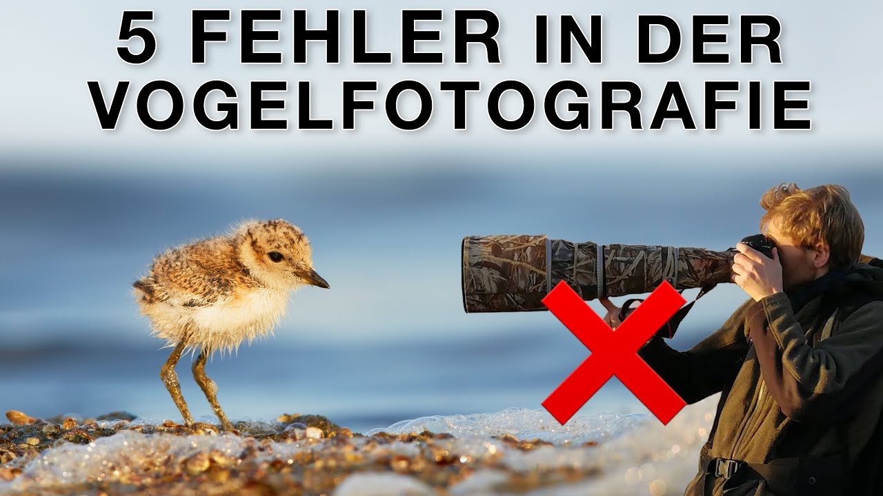 Meine grössten Fehler in der Vogelfotografie (und ich mache sie immer noch)