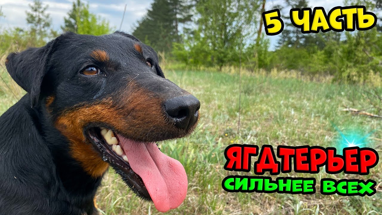 Ягдтерьер - 5 ЧАСТЬ. Его лучше не злить. #ягдтерьер #ягдерьерволкмикс #волкмикс