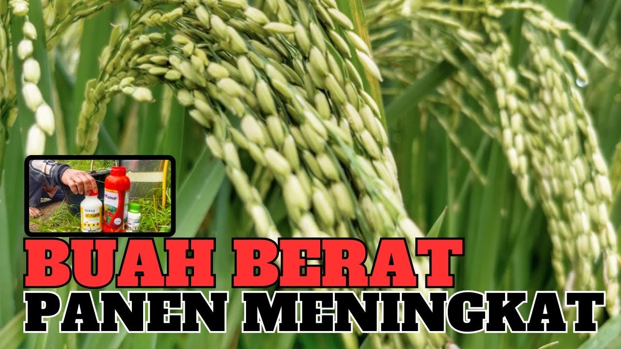Pupuk buah KCL untuk pengisian malai padi supaya berbobot dan fungisida agar bulir padi bening berat