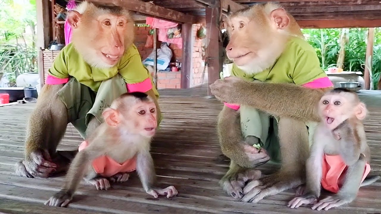 Newborn  Meets SokYaa for First Time  -Their Reaction Will SHOCK You!