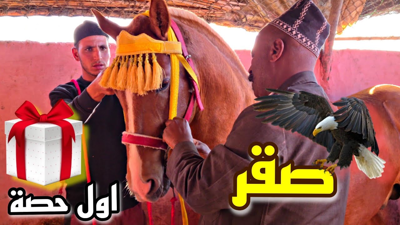 اليوم جا وقت المعقوال خرجنا صقر اول حصة فالخدمة ديالو. نشوفو كيفات تعامل معنا.(جبت البادريس هدية)