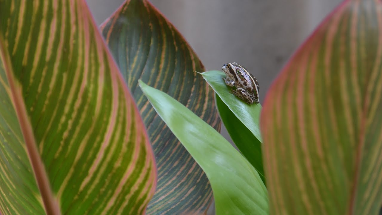 Live Frog Cam (16.02.21)