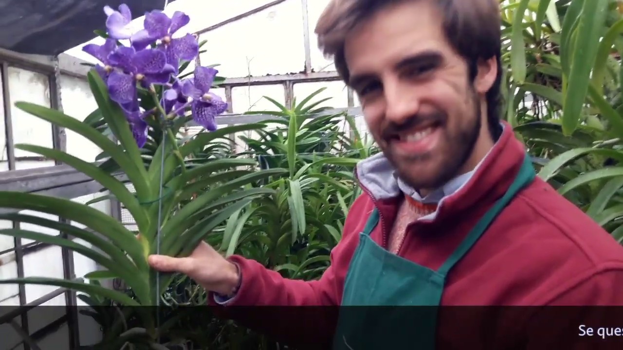 Orchidea vanda ecco tutto quello che c'è da sapere!