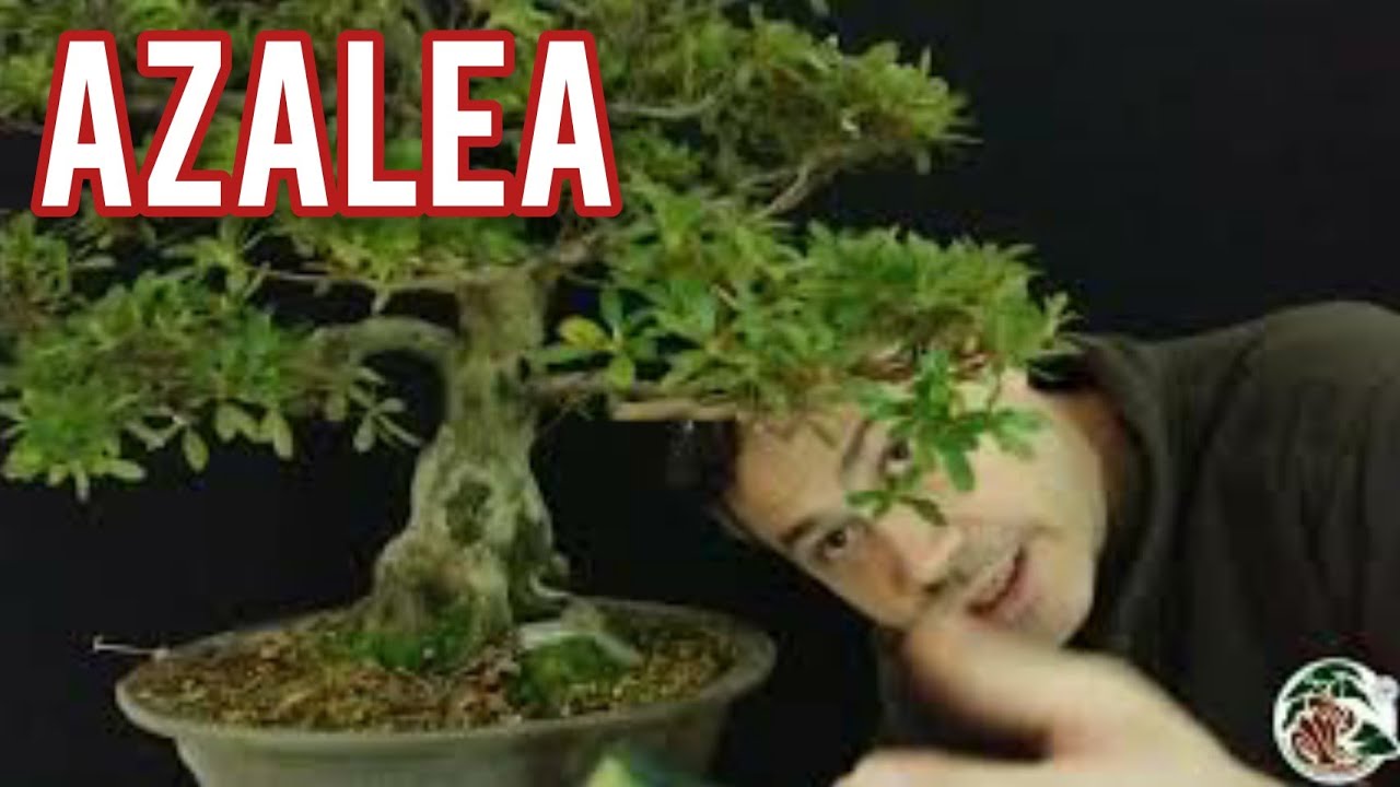 Un bonsai di azalea allo Studio Bonsai Insubria