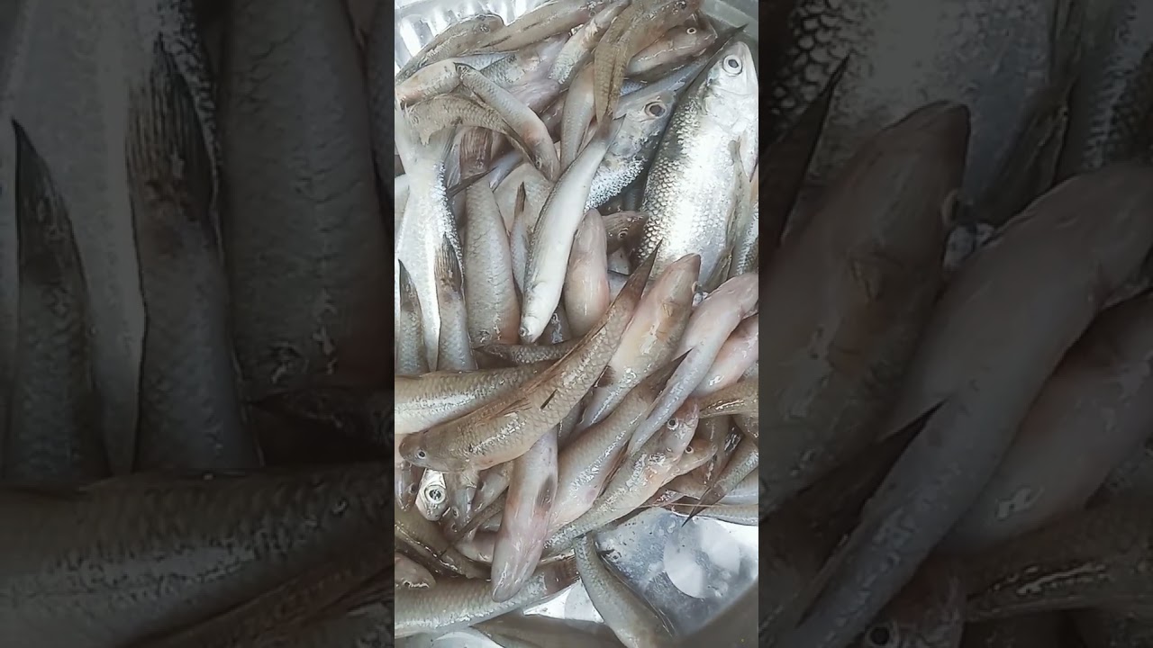 Fresh River Bam Fish  | Natural River Fish Shorts