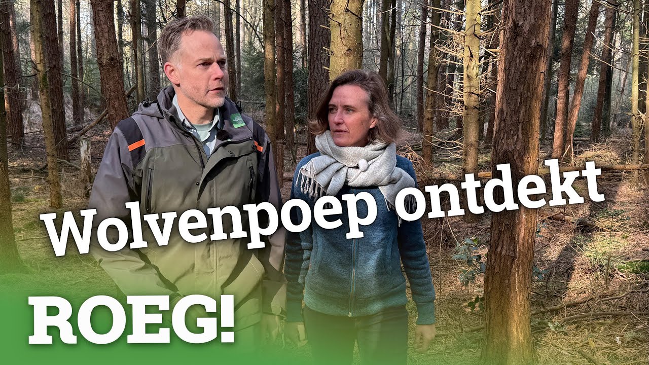 Wandelpaden en dierendrollen van het Drents-Friese Wold | ROEG! Uitzending