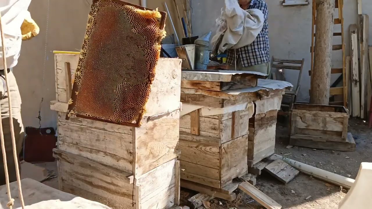 Sattığımız Arının Bal hasatını yaptık Bereketli olsun