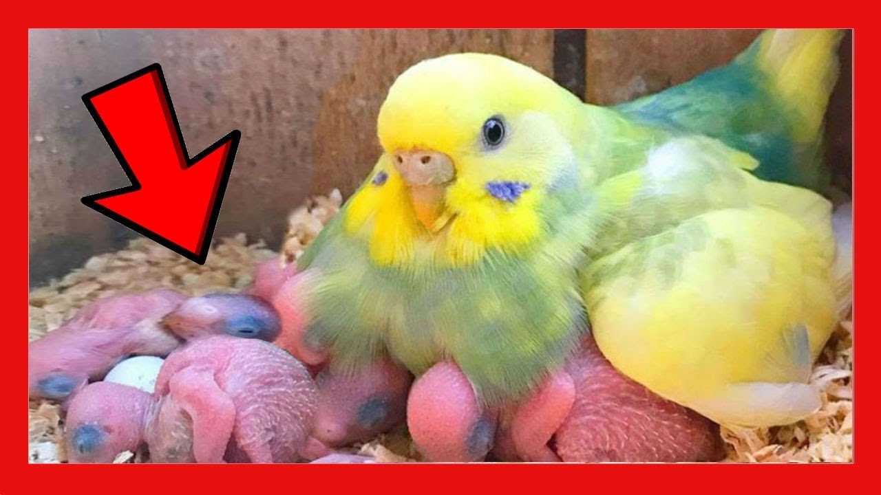 ✅ СИМПТОМЫ тепла у попугаев 🐦 Как узнать, течет ли попугаев