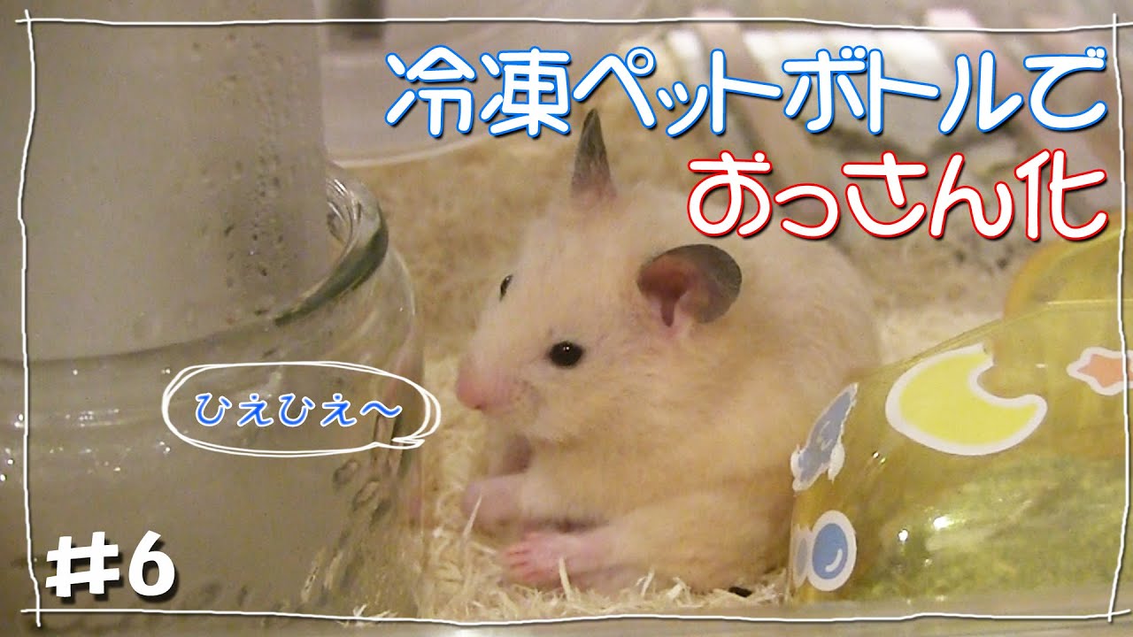 【ハムスター夏の暑さ対策】冷凍ペットボトルで★度下がったら、おっさん化？？