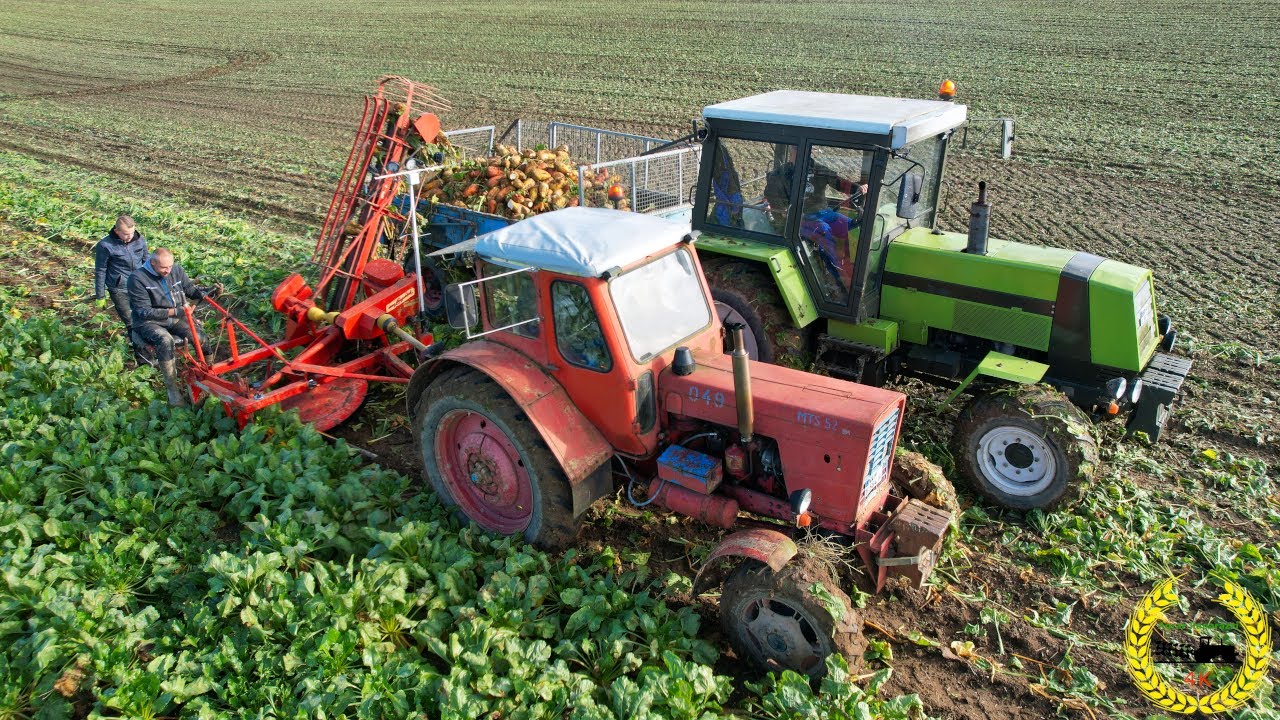 Runkelrüben-Ernten wie früher / MTZ 82 / MTS 52 / TZ / MB Track / van lengerich Rübenroder / Case IH