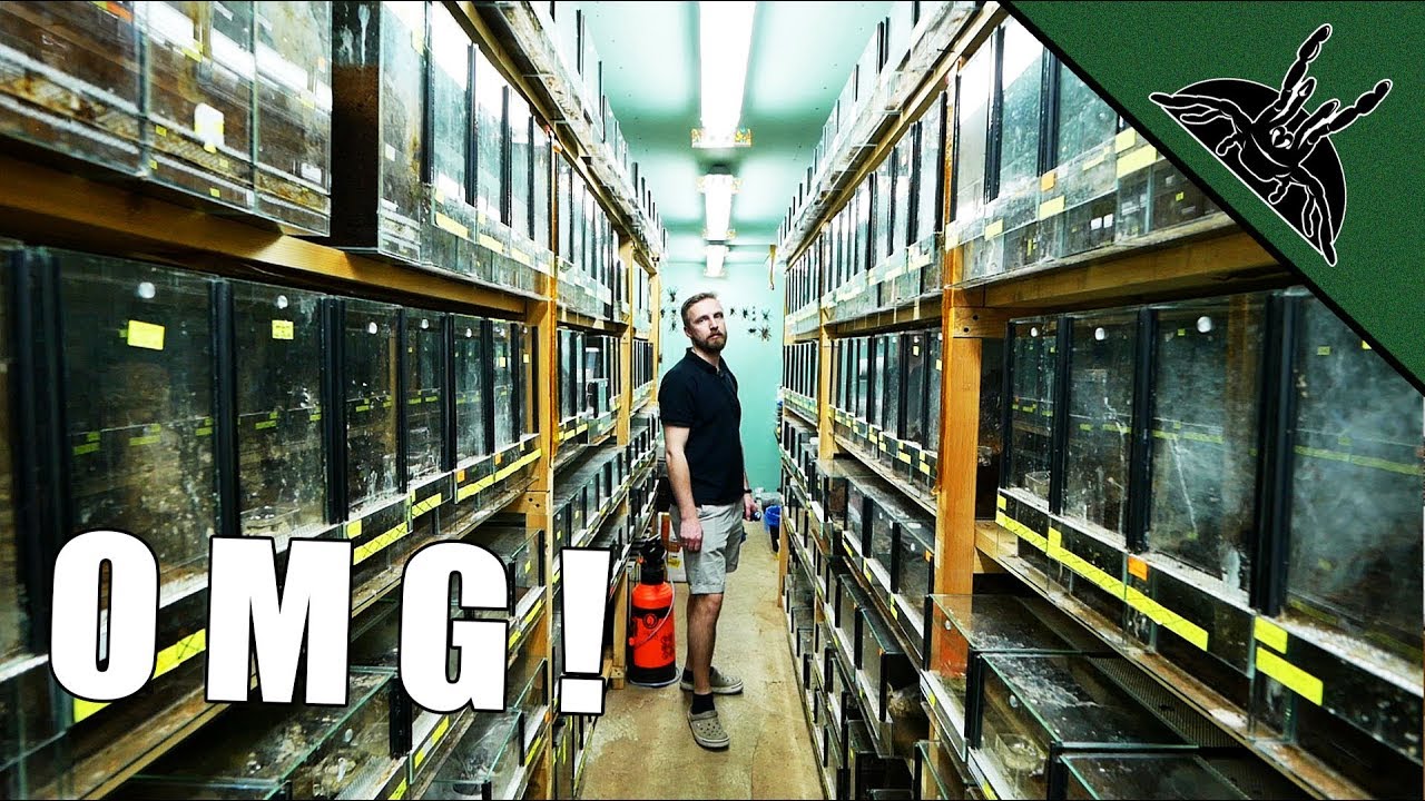 BIGGEST TARANTULA COLLECTION - spidersworld.eu tour