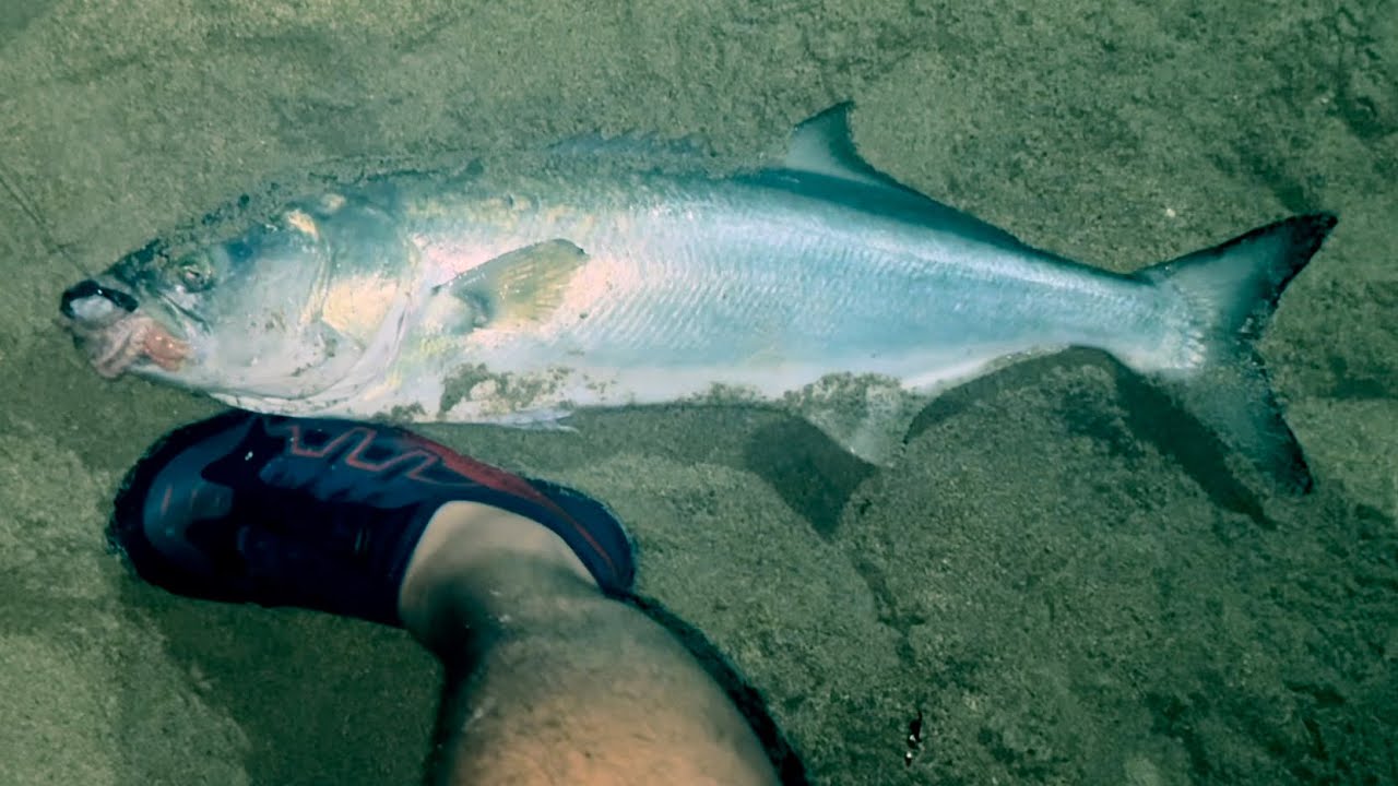 IL RITORNO a pesca: invasione di pesci Serra!