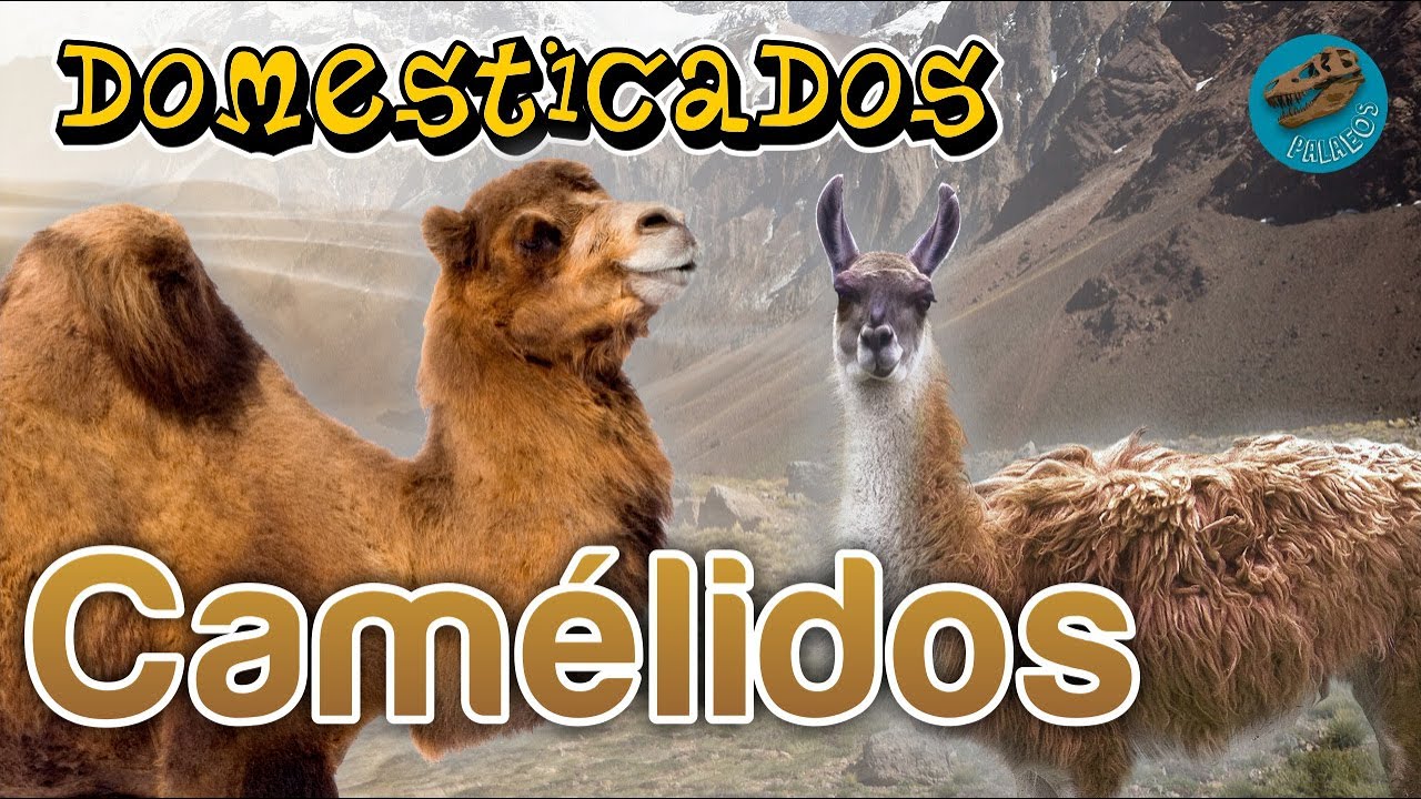 Domesticados: CAMÉLIDOS (¿Dónde y cuándo se domesticaron estos animales?)