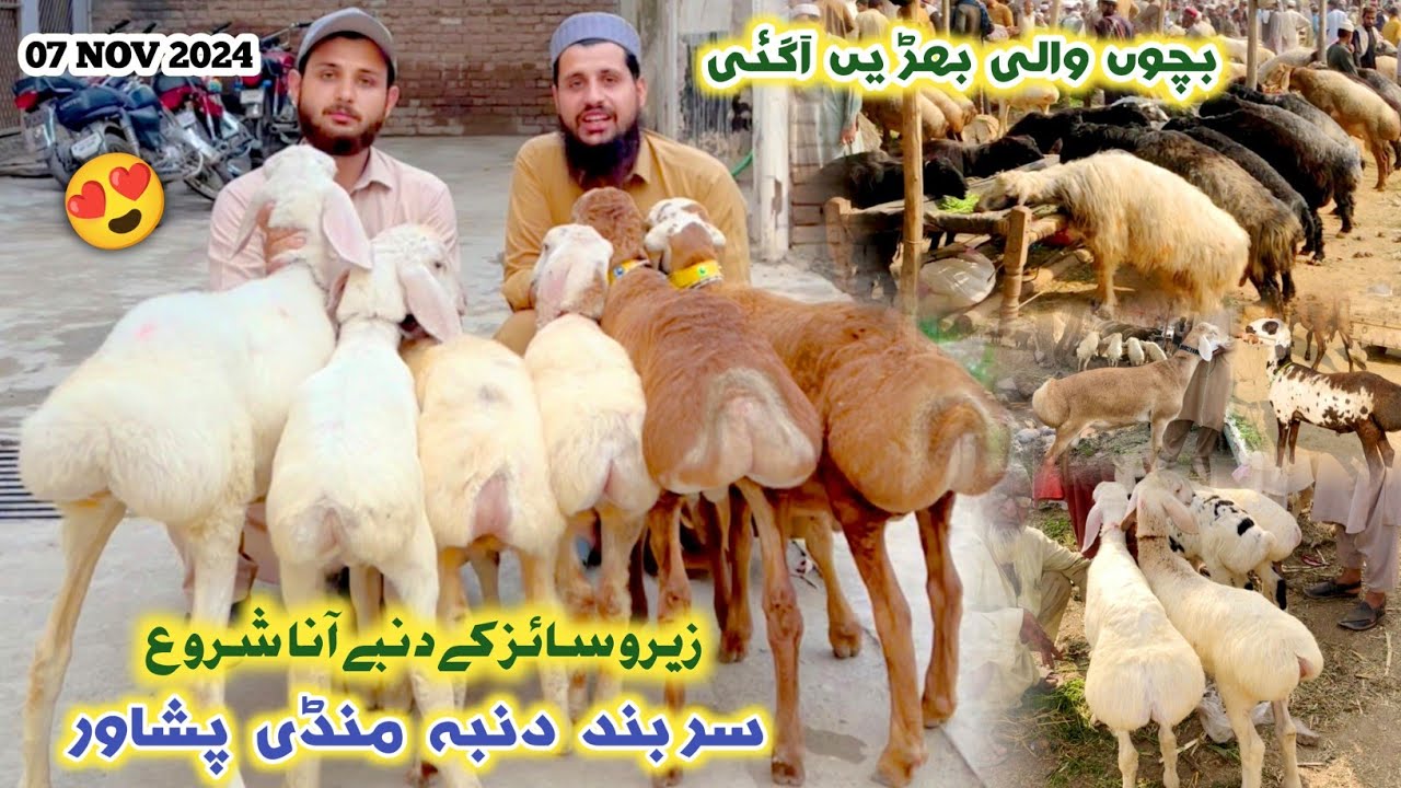 Dumba Mandi Peshawar Zero Size & Female Turkey Balkhi Sheep Price New Updates 07/11/2024 | Izhar Ali