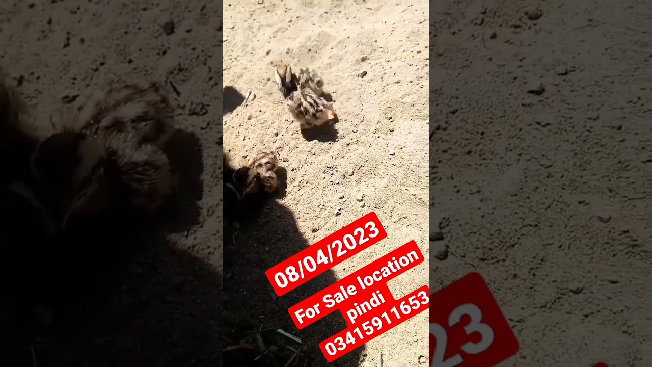 Teetar chicks for Sale #youtubeshorts #breedingseason