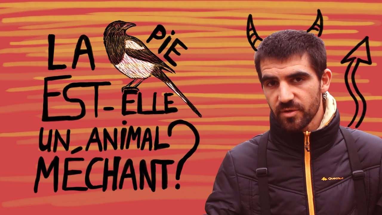 La pie est-elle un animal méchant ? - Question Naturalix#1
