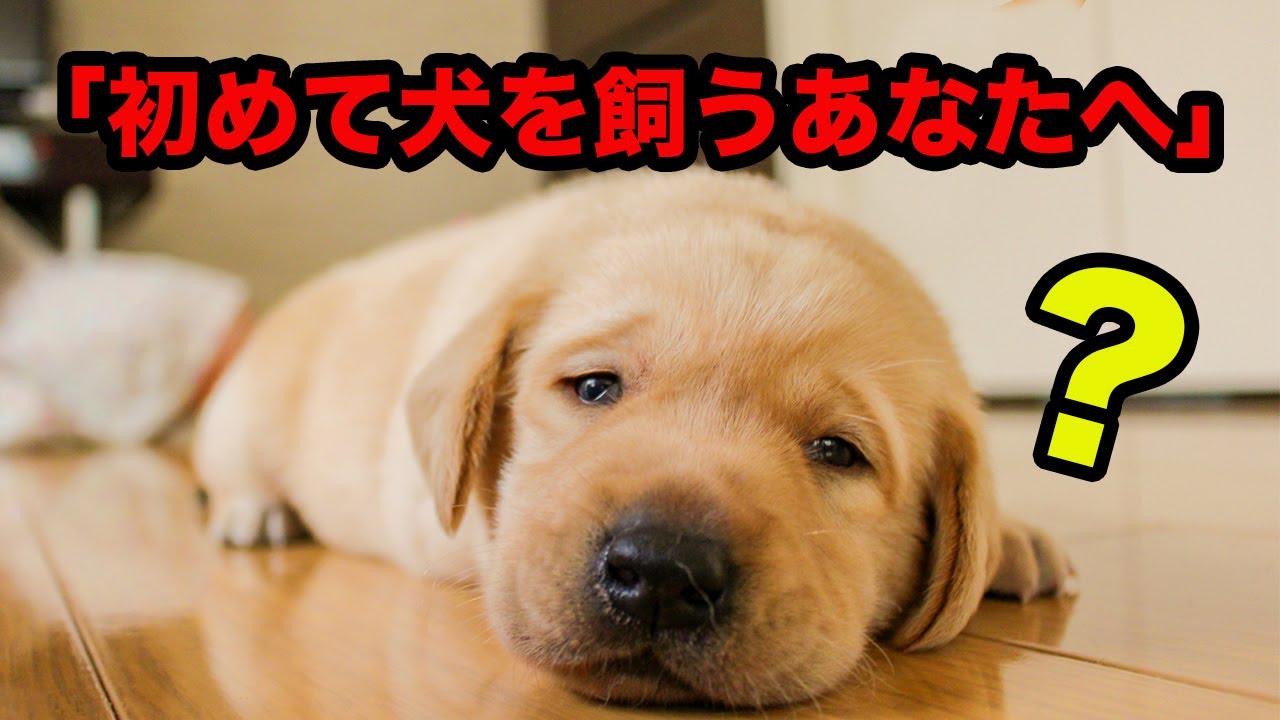 【解説】初めて犬を飼うあなたへ