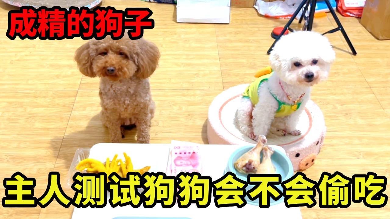 主人把好吃的放在桌上，假装出门看狗狗会不会偷吃，结果竟然是这样，你们猜对了吗？#狗狗护理技巧 #聪明的宠物狗 #搞笑狗狗视频