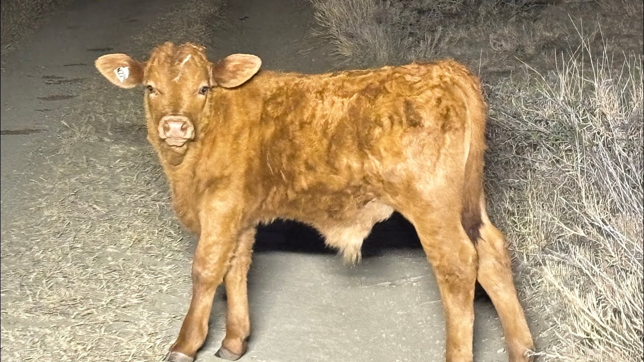 Rancho San Salvador🤎🌵