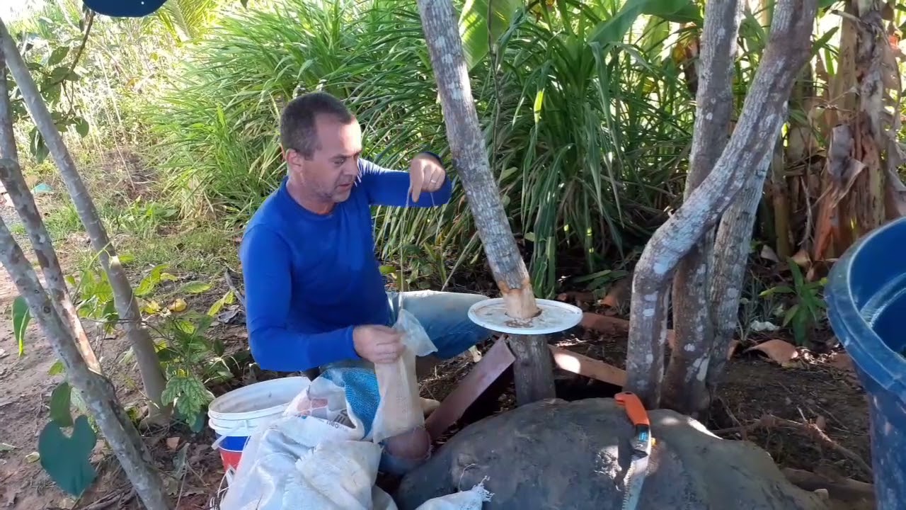 Fazendo alporquia em galho grosso de pé abacate que já produz.